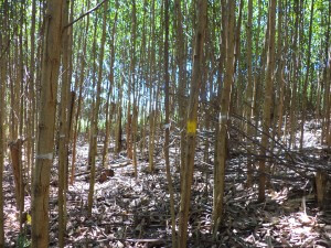 Regeneración de Acacia mangiun de 2.1 años de edad, finca del señor Demetrio Belén 