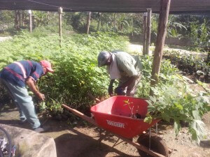 Cargando plantas de Tithonia en el vivero para ser transportado hacia la finca del productor 