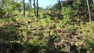 Mantenimiento de plantación de Pino occidentalis en Juan Santiago