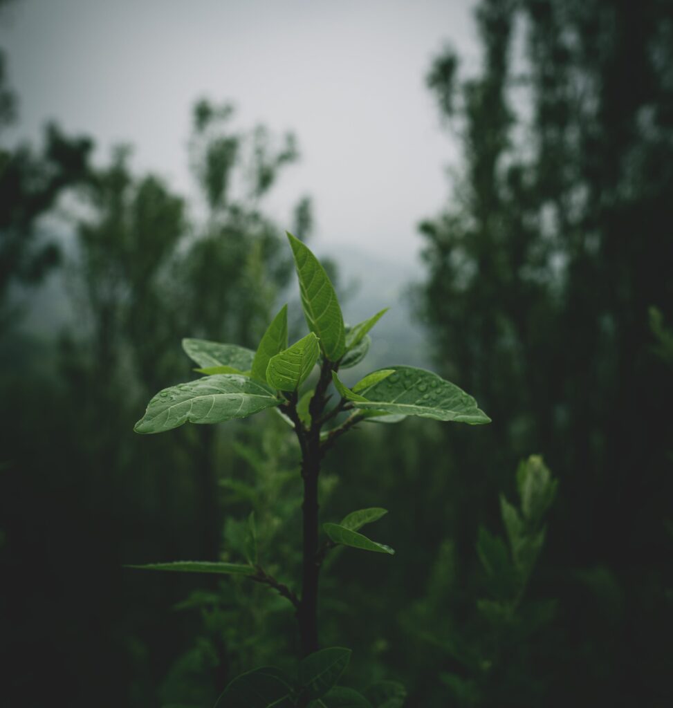 Manejo ambiental